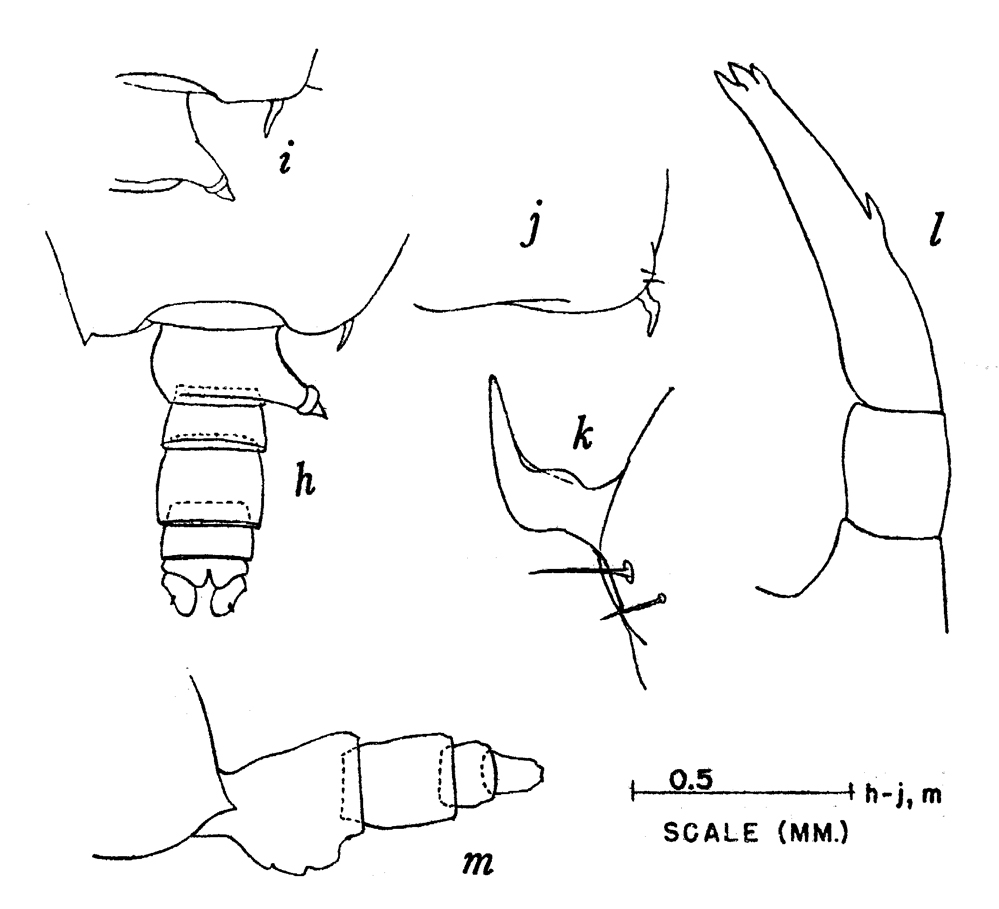 Espèce Candacia longimana - Planche 9 de figures morphologiques