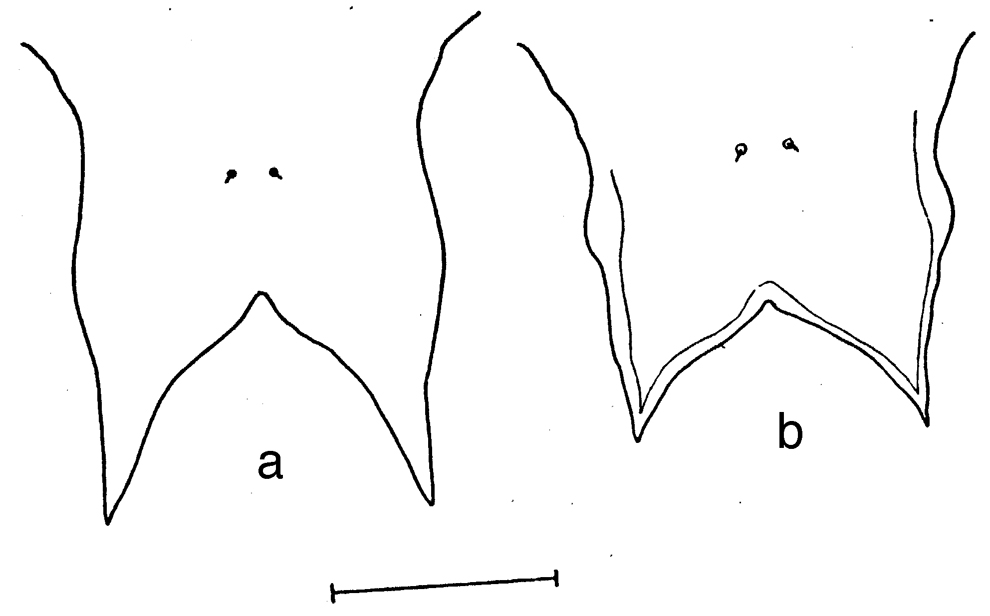Espèce Labidocera mirabilis - Planche 1 de figures morphologiques