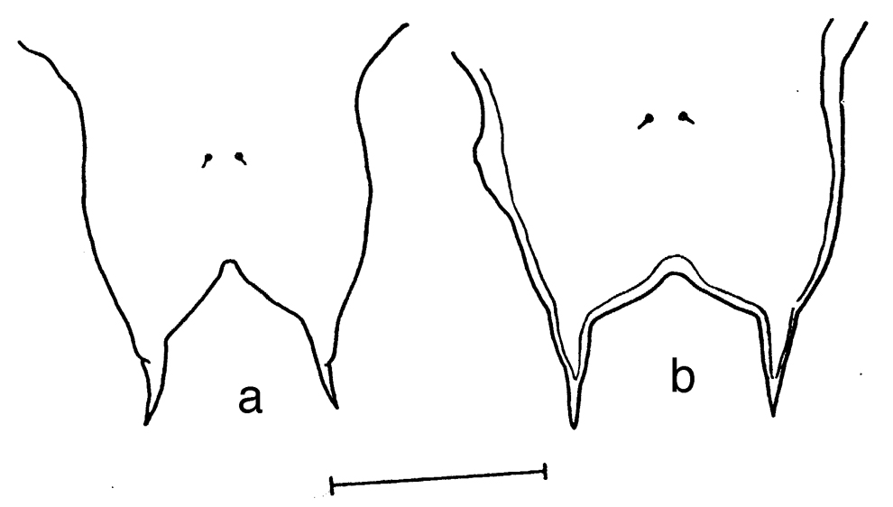Espce Labidocera wilsoni - Planche 4 de figures morphologiques