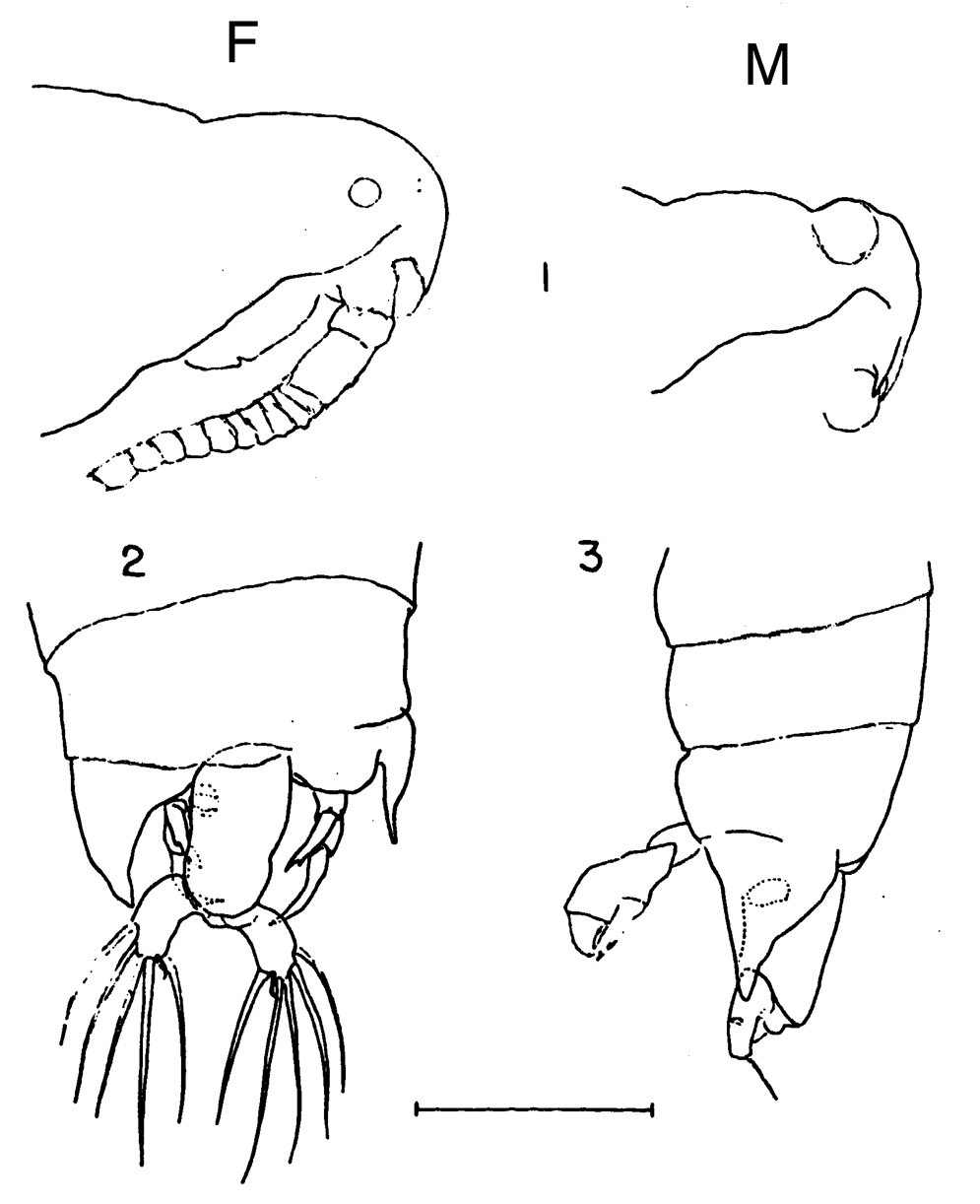 Espce Labidocera barbadiensis - Planche 1 de figures morphologiques