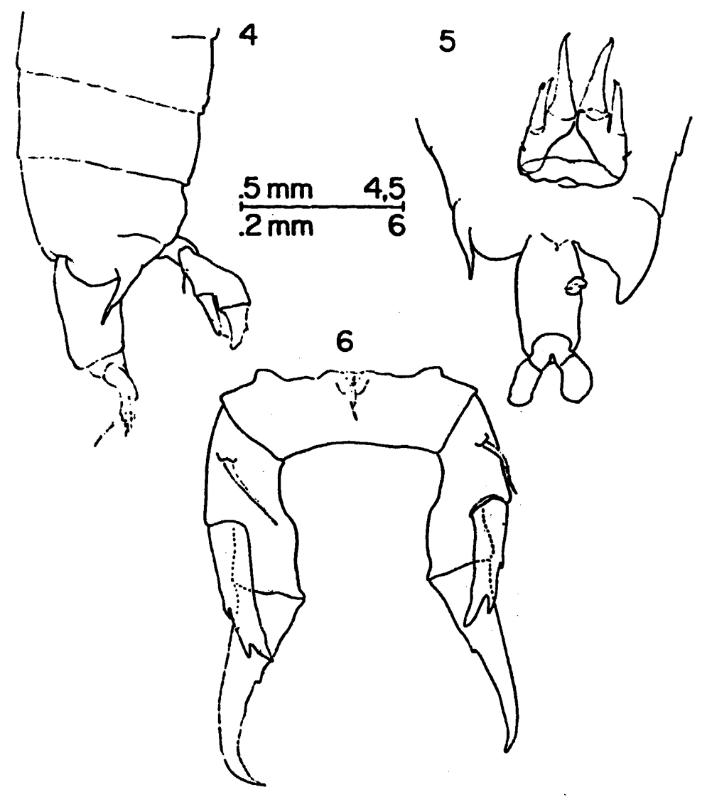 Species Labidocera barbadiensis - Plate 2 of morphological figures