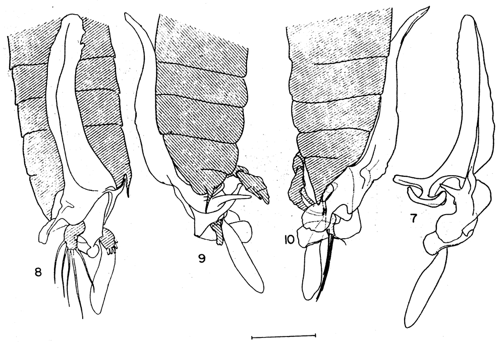 Espce Labidocera barbadiensis - Planche 3 de figures morphologiques