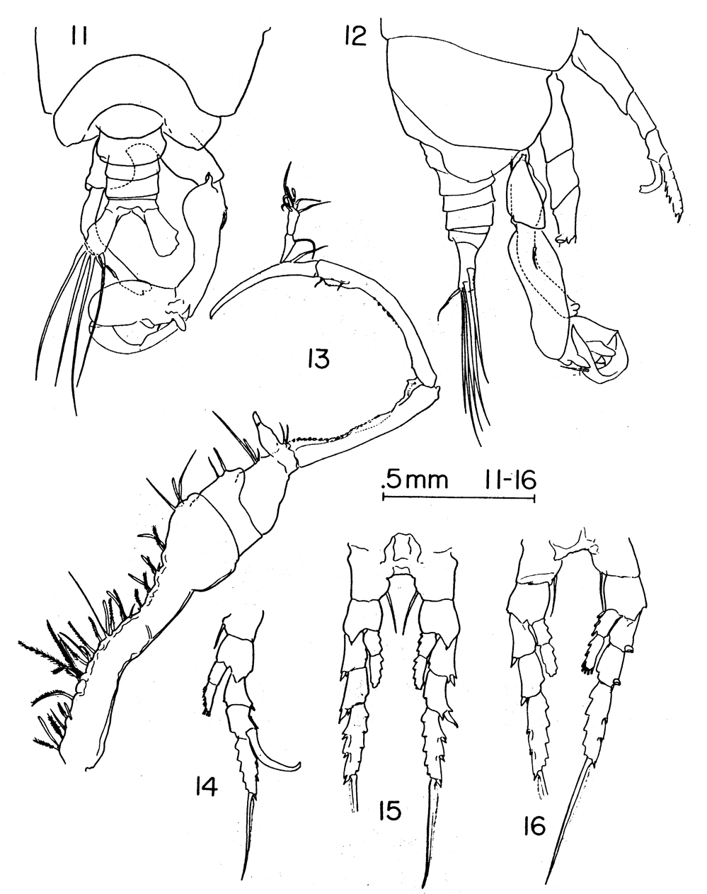 Species Labidocera barbadiensis - Plate 4 of morphological figures