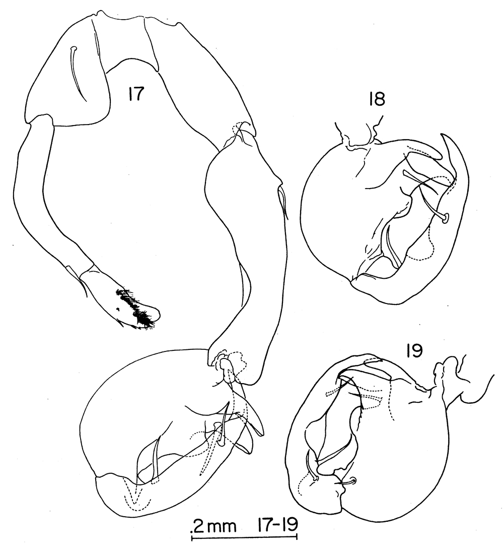 Espce Labidocera barbadiensis - Planche 5 de figures morphologiques