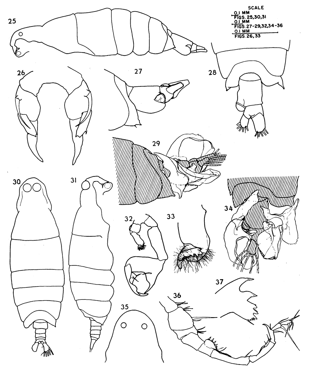 Espce Labidocera mirabilis - Planche 2 de figures morphologiques