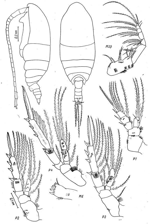 Species Spinocalanus polaris - Plate 1 of morphological figures