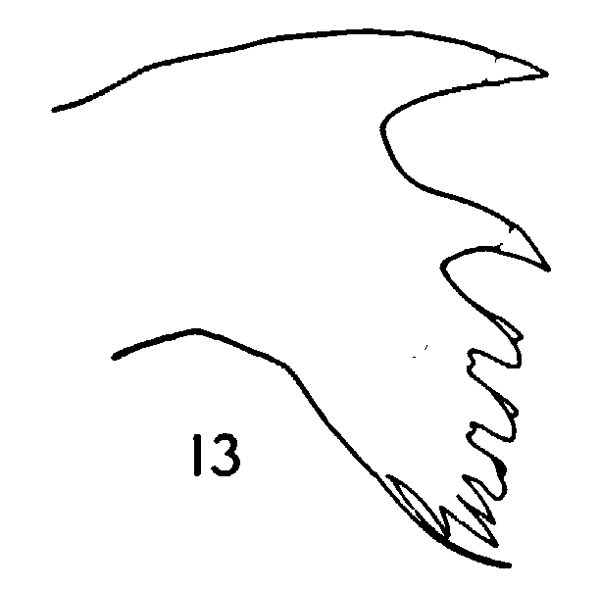Espce Pontella tenuiremis - Planche 7 de figures morphologiques