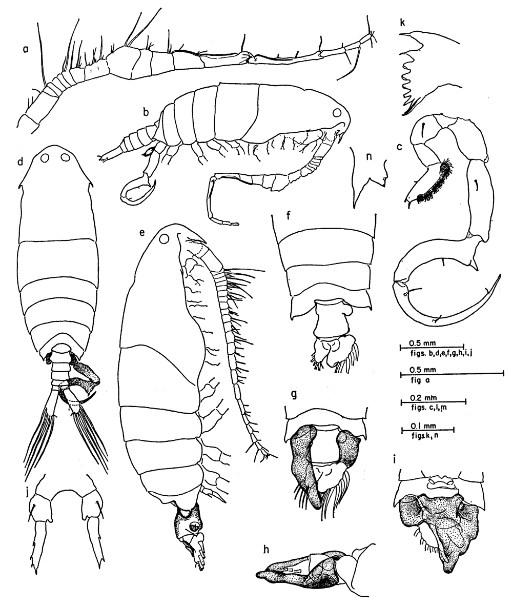 Espce Labidocera kolpos - Planche 1 de figures morphologiques