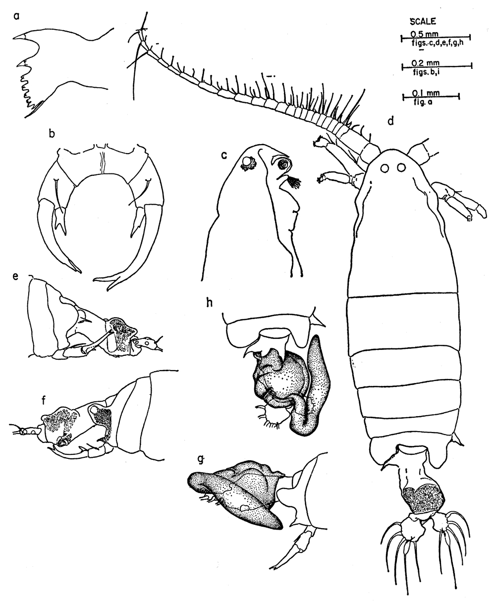 Species Labidocera diandra - Plate 1 of morphological figures