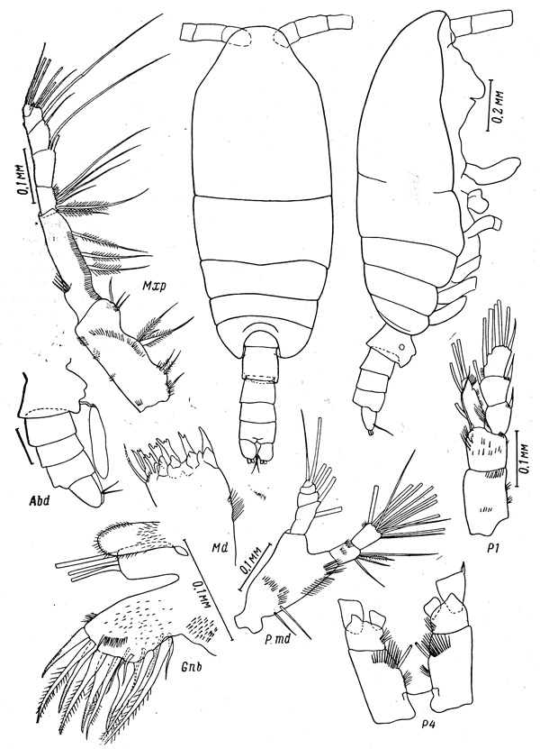 Espce Spinocalanus profundalis - Planche 1 de figures morphologiques