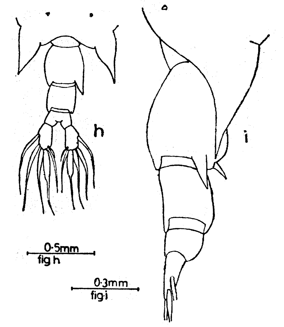 Species Labidocera acuta - Plate 14 of morphological figures