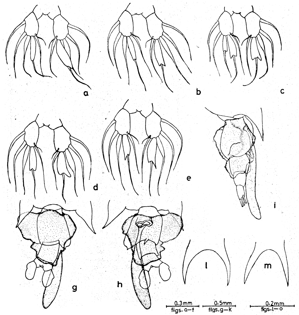 Espèce Labidocera pseudacuta - Planche 2 de figures morphologiques