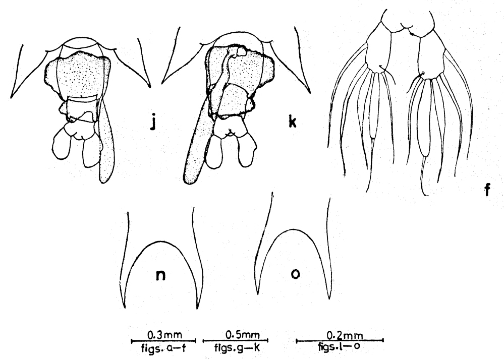 Species Labidocera acuta - Plate 15 of morphological figures
