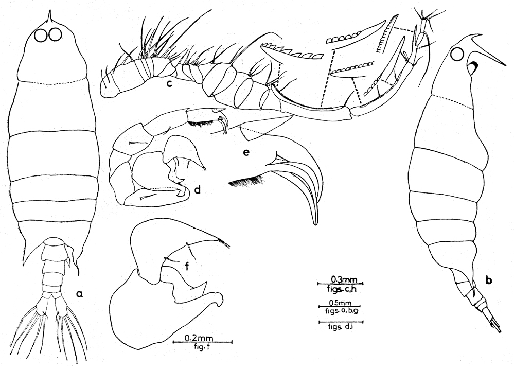 Espèce Labidocera pseudacuta - Planche 5 de figures morphologiques