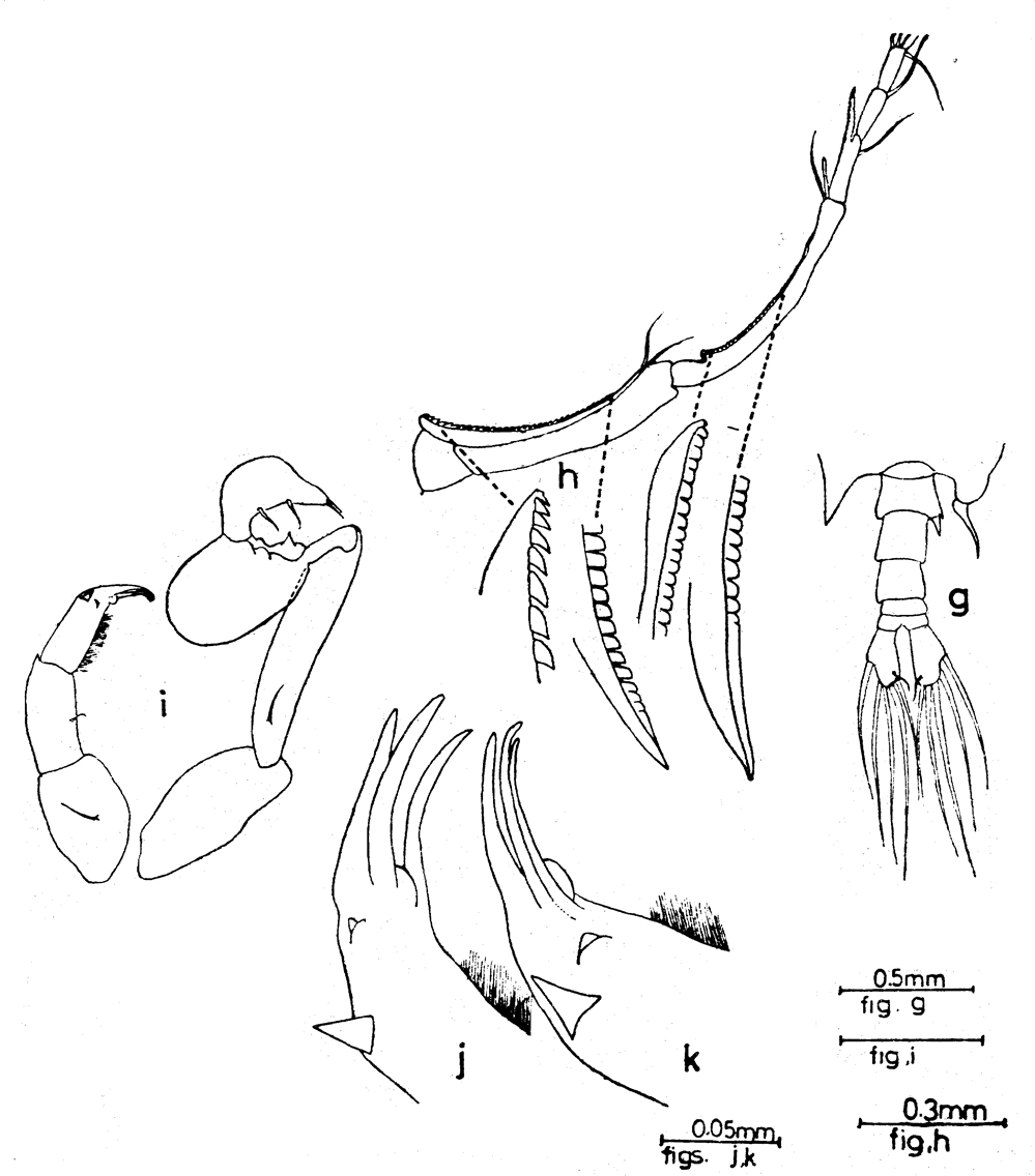 Espce Labidocera acuta - Planche 18 de figures morphologiques
