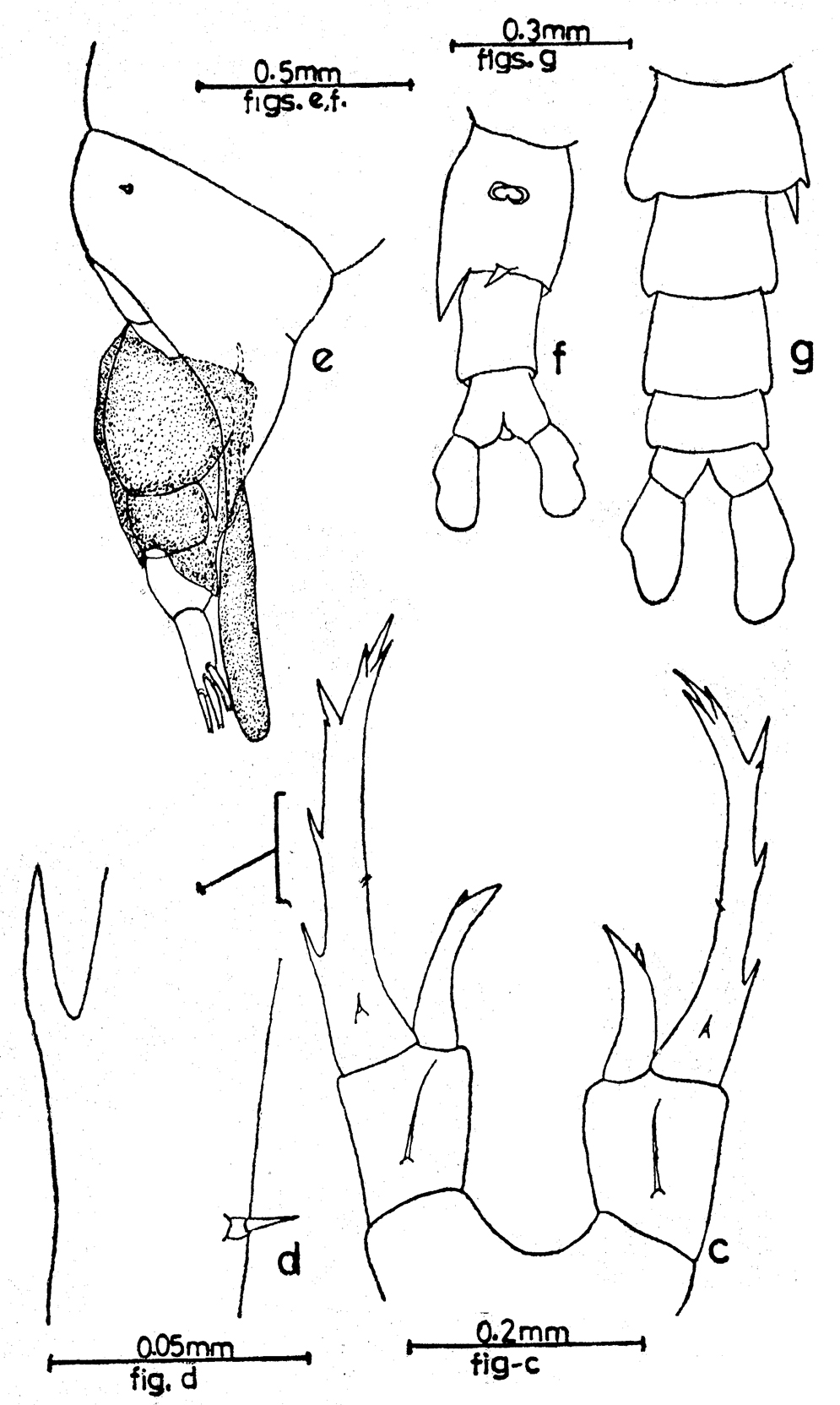 Species Labidocera acuta - Plate 17 of morphological figures