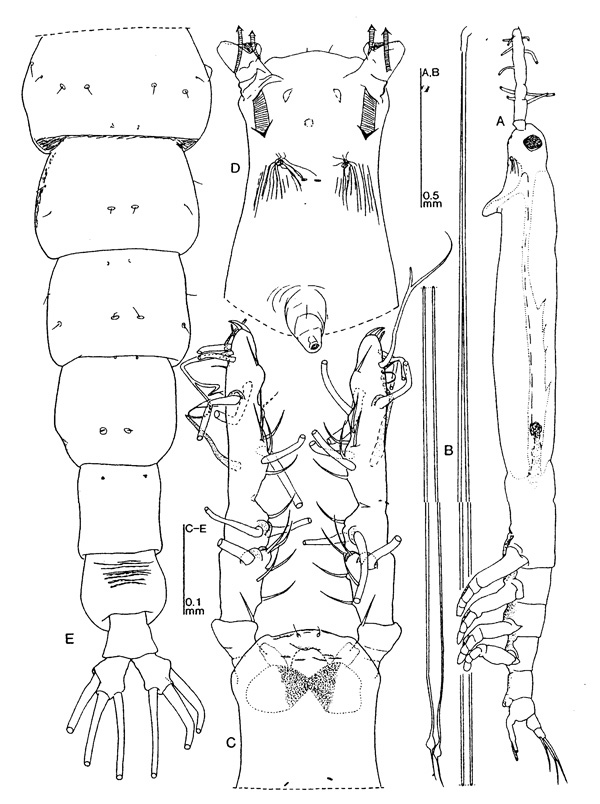 Espce Cymbasoma morii - Planche 1 de figures morphologiques