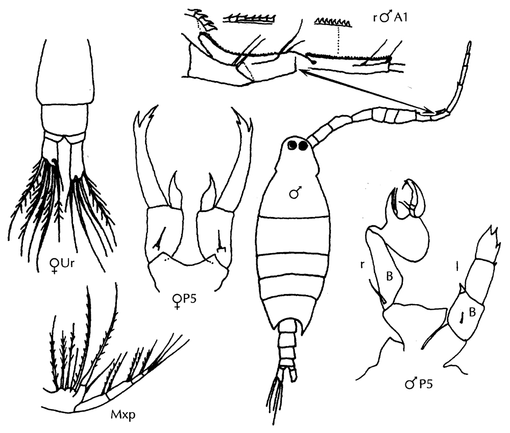 Species Labidocera scotti - Plate 1 of morphological figures