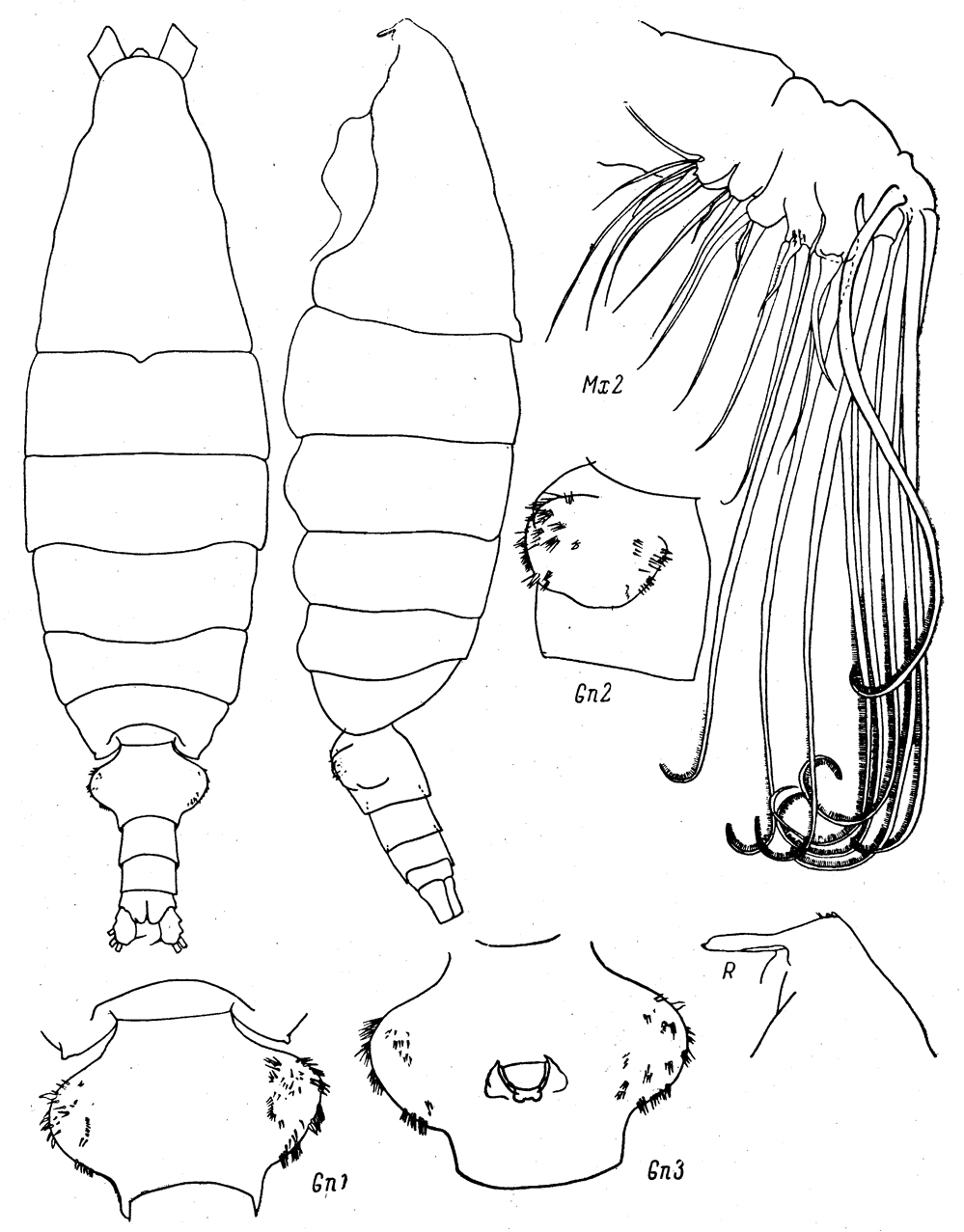 Espèce Bathycalanus eximius - Planche 1 de figures morphologiques