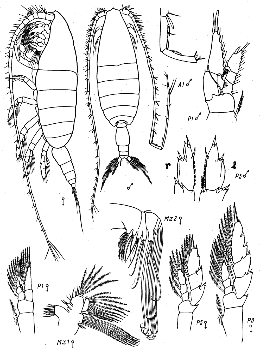 Species Bathycalanus richardi - Plate 7 of morphological figures