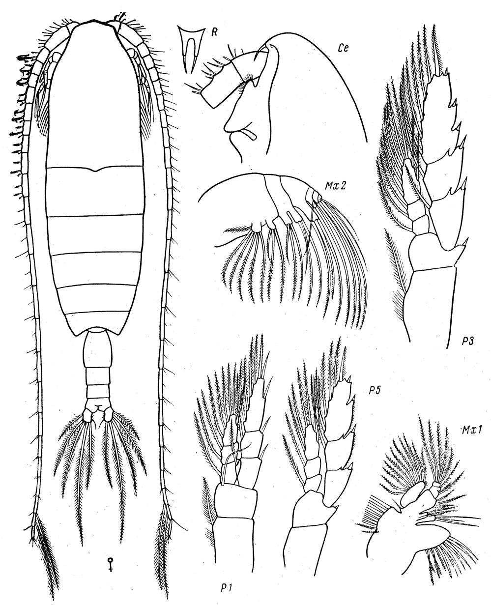 Species Bradycalanus typicus - Plate 6 of morphological figures