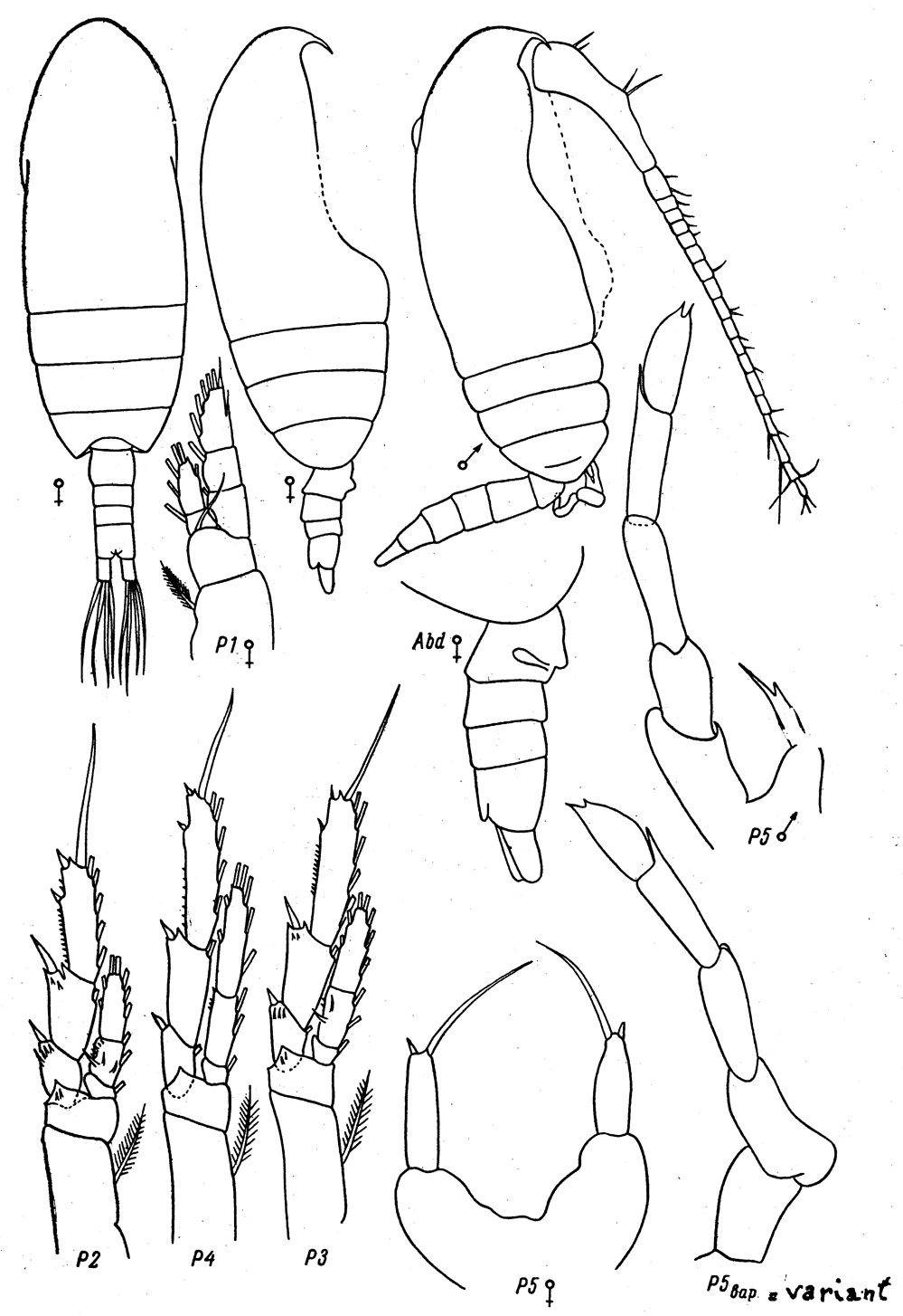 Espce Paracalanus parvus - Planche 24 de figures morphologiques