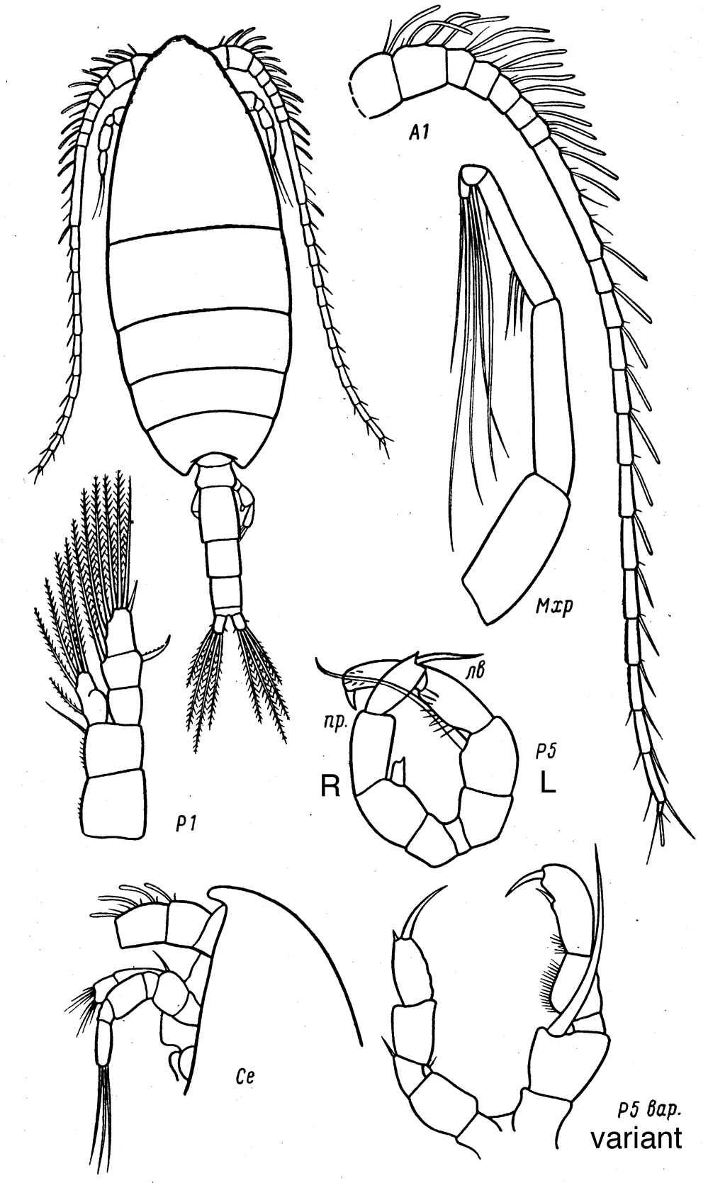 Espèce Monacilla typica - Planche 12 de figures morphologiques