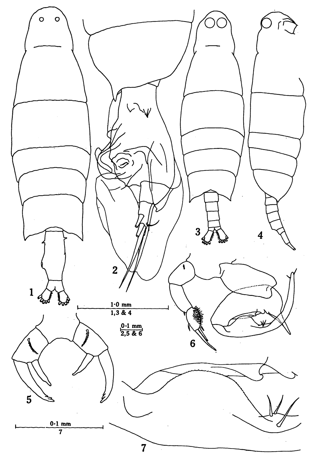 Species Labidocera tasmanica - Plate 1 of morphological figures