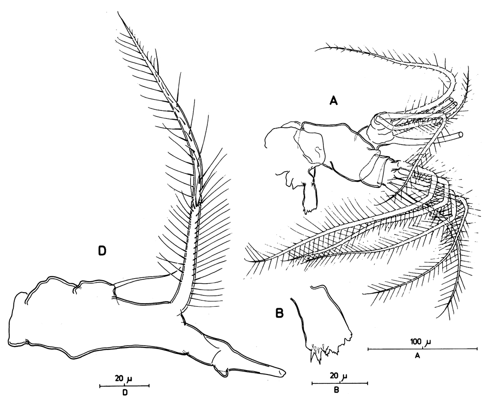 Species Mormonilla phasma - Plate 11 of morphological figures