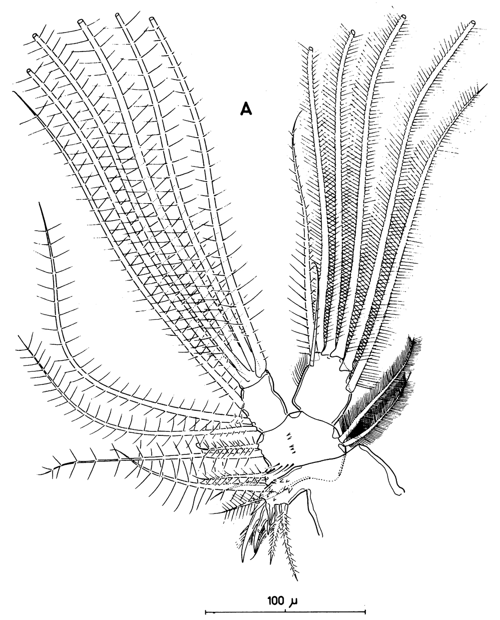 Species Mormonilla phasma - Plate 13 of morphological figures
