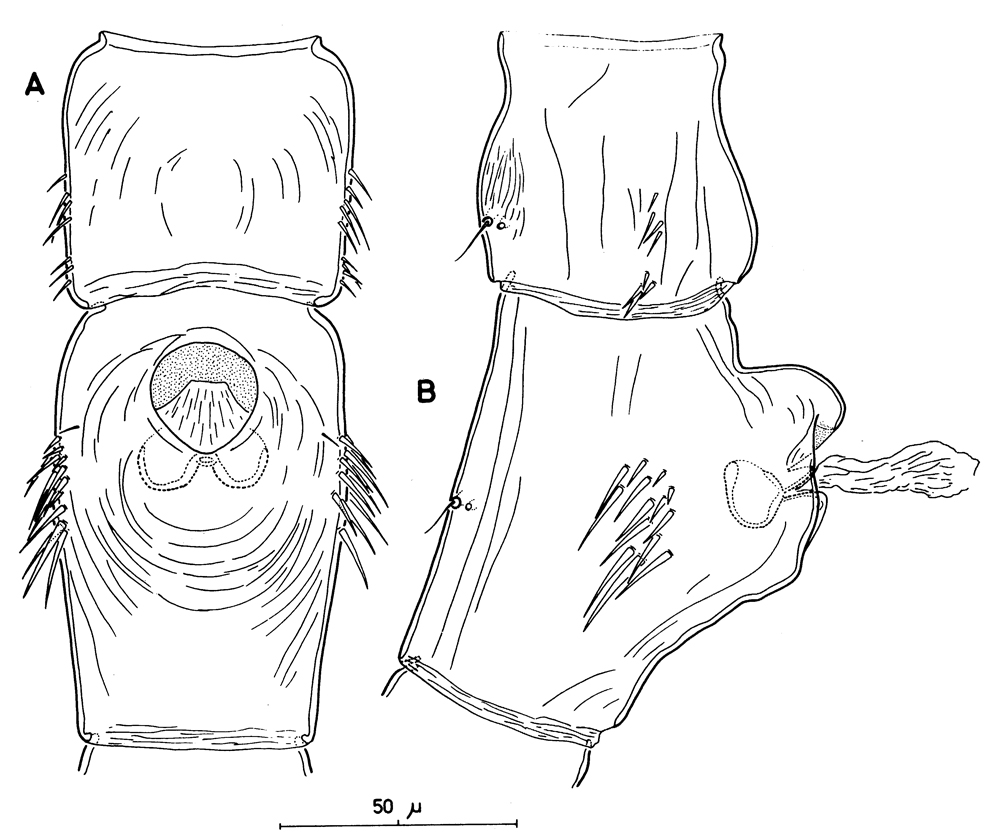 Species Mormonilla phasma - Plate 15 of morphological figures