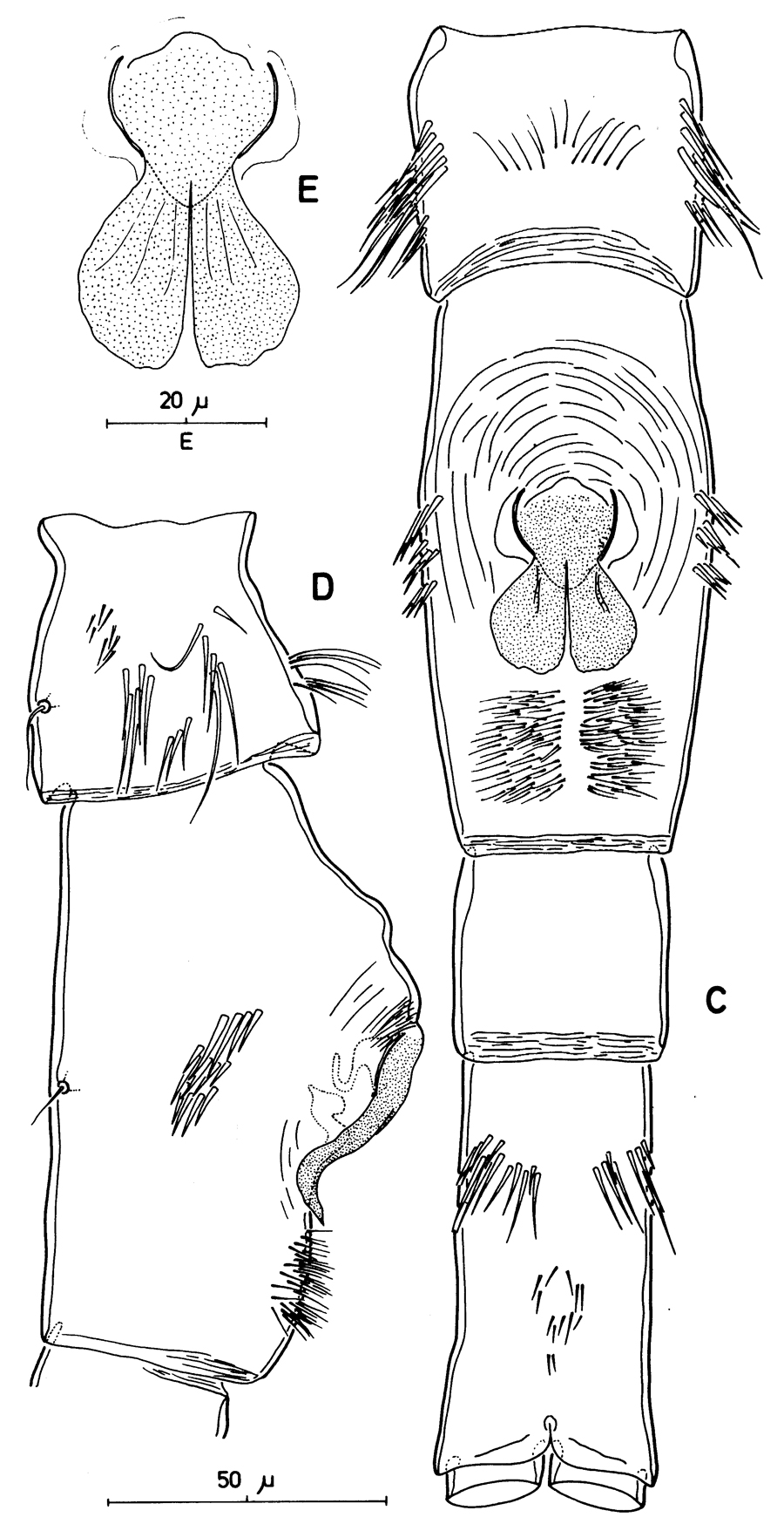 Species Neomormonilla minor - Plate 6 of morphological figures