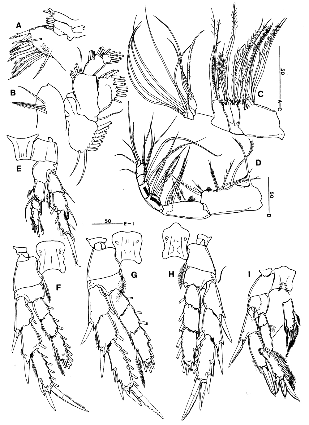 Espce Ridgewayia boxshalli - Planche 2 de figures morphologiques