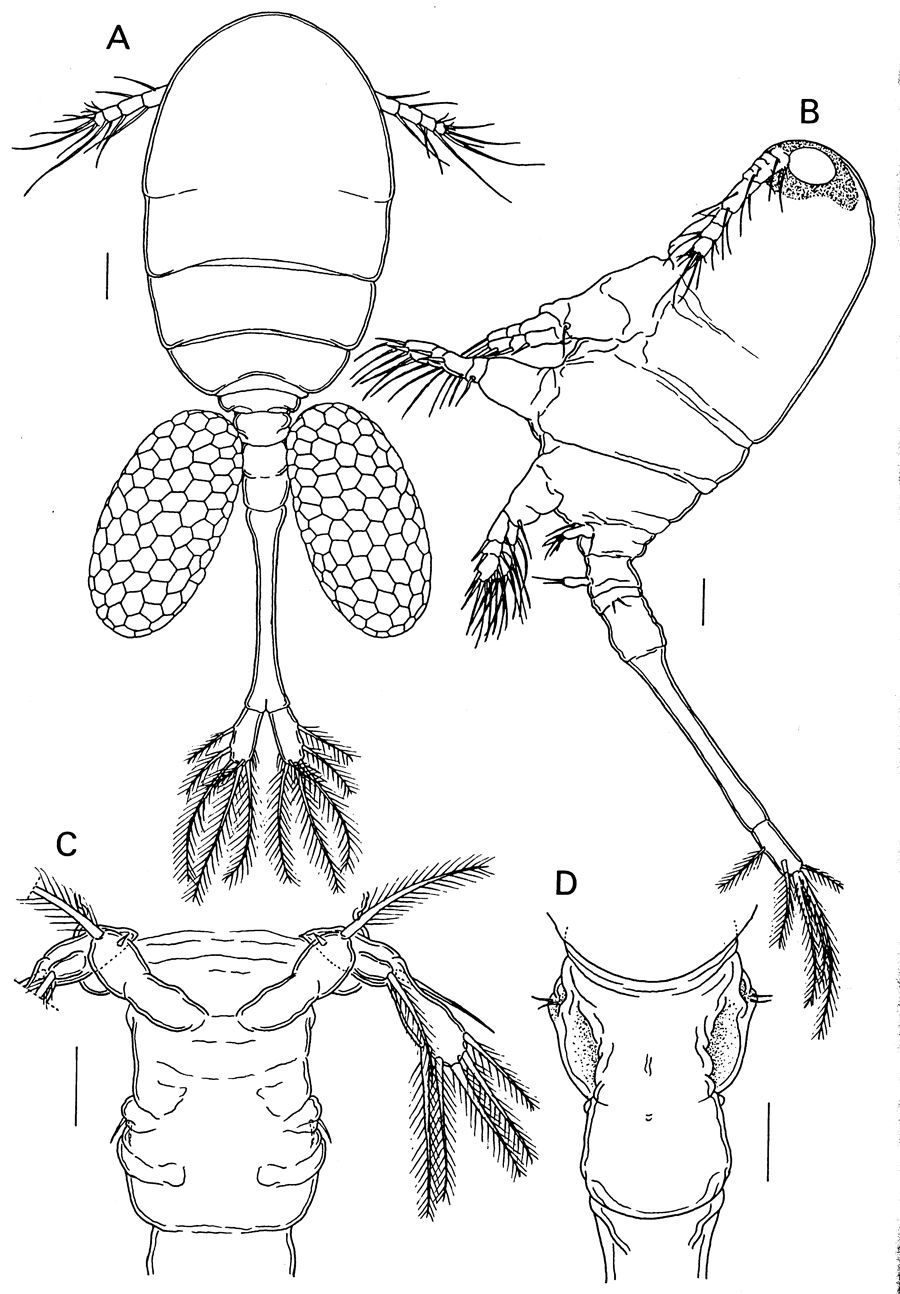 Species Caribeopsyllus amphiodiae - Plate 1 of morphological figures