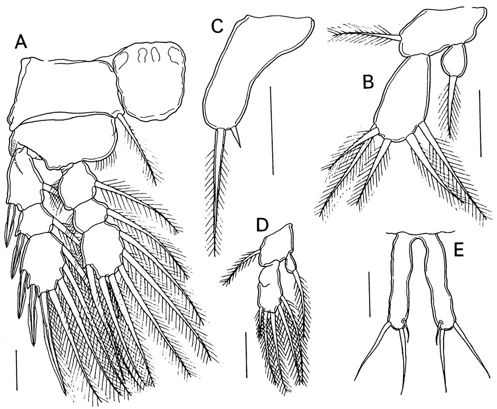 Espce Caribeopsyllus amphiodiae - Planche 3 de figures morphologiques