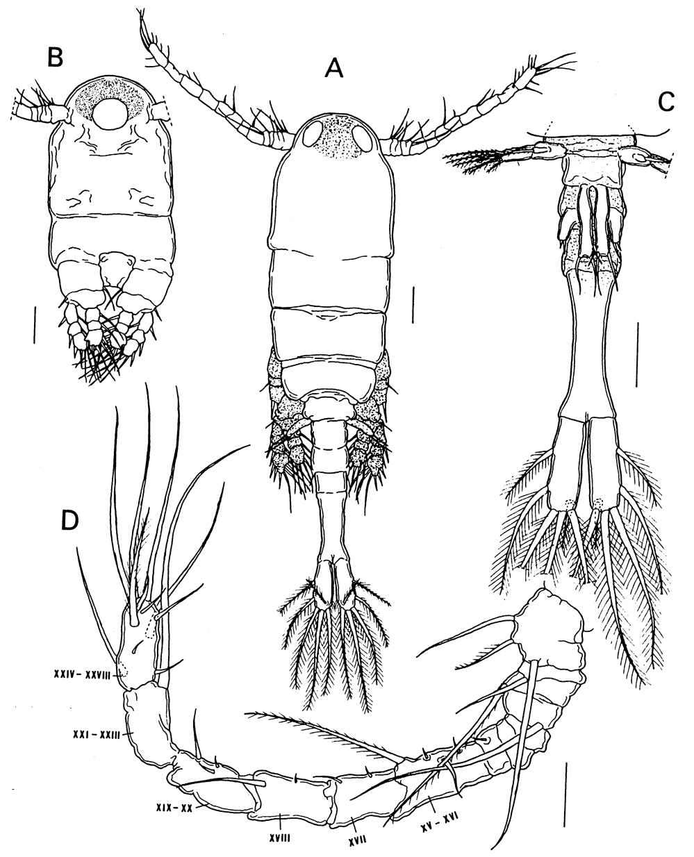 Espce Caribeopsyllus amphiodiae - Planche 4 de figures morphologiques