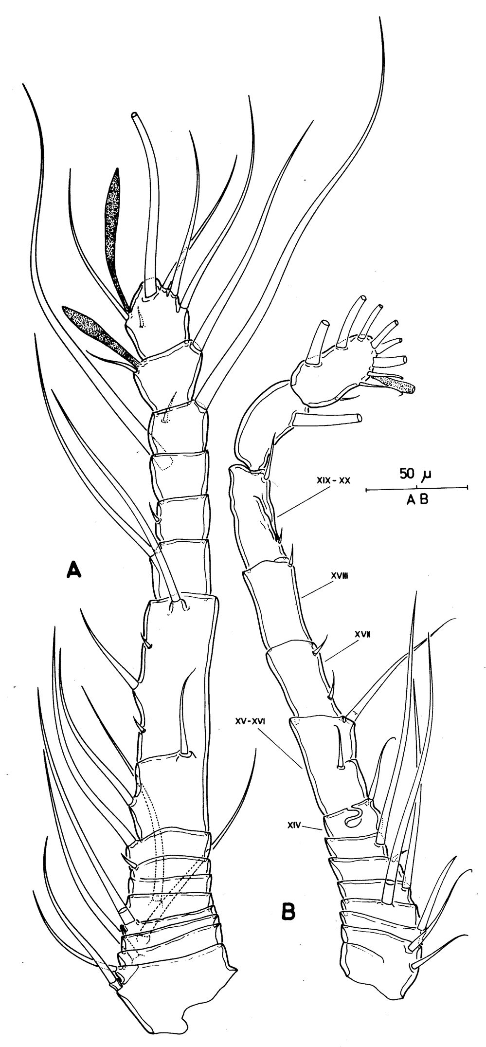Species Thaumatopsyllus paradoxus - Plate 4 of morphological figures