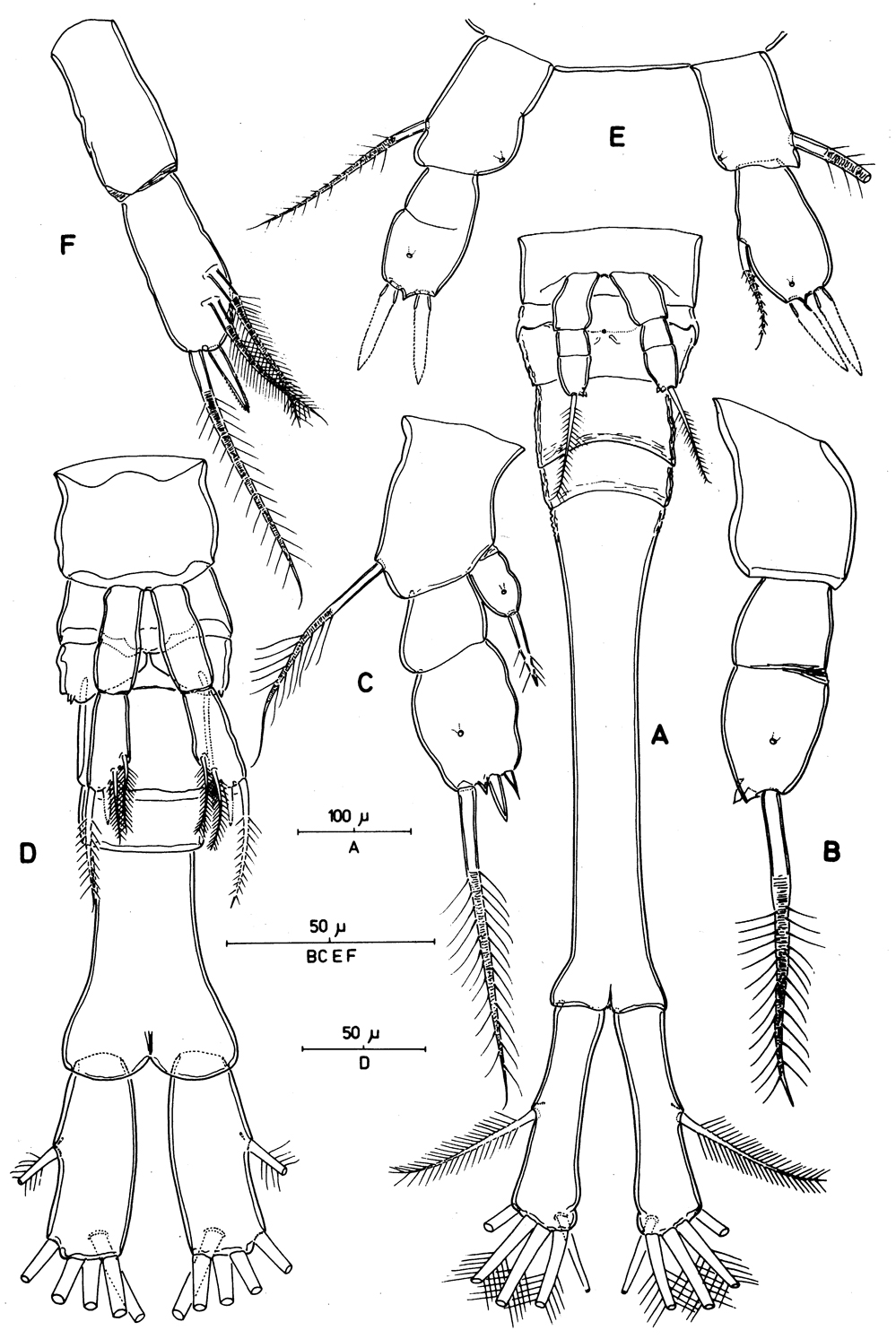 Espce Thaumatopsyllus paradoxus - Planche 5 de figures morphologiques