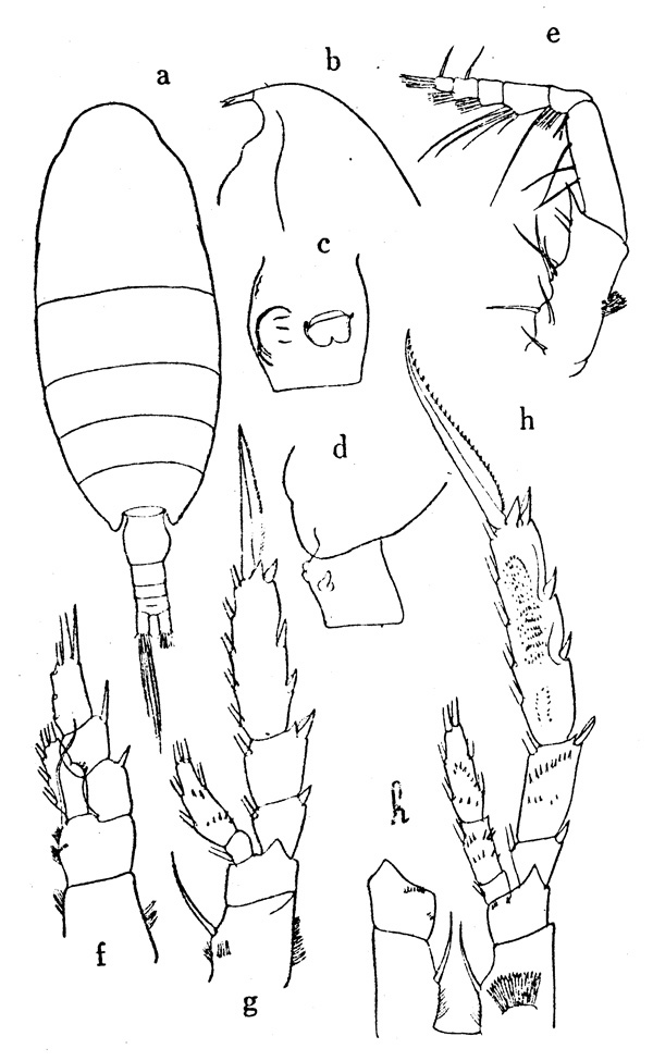Species Monacilla typica - Plate 1 of morphological figures