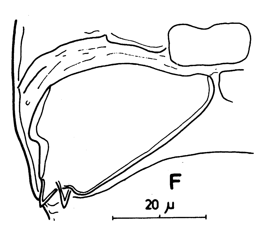 Espce Thaumatopsyllus paradoxus - Planche 7 de figures morphologiques