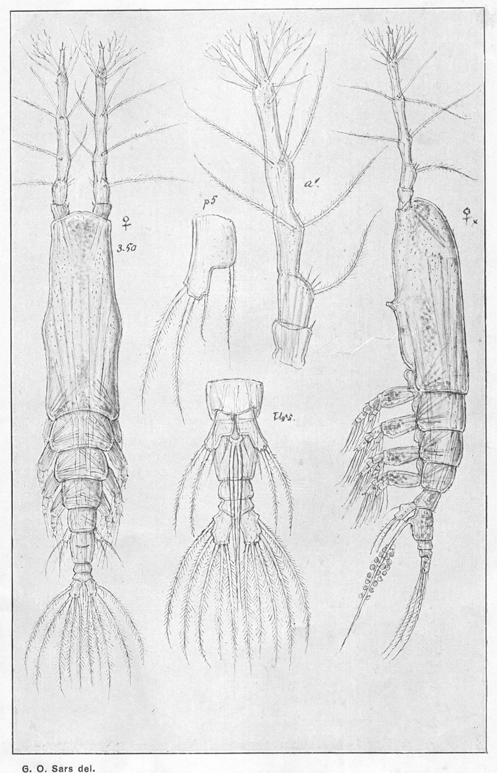 Espce Monstrilla longicornis - Planche 4 de figures morphologiques