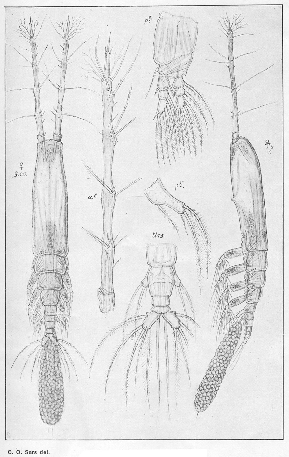 Espce Monstrilla longiremis - Planche 8 de figures morphologiques