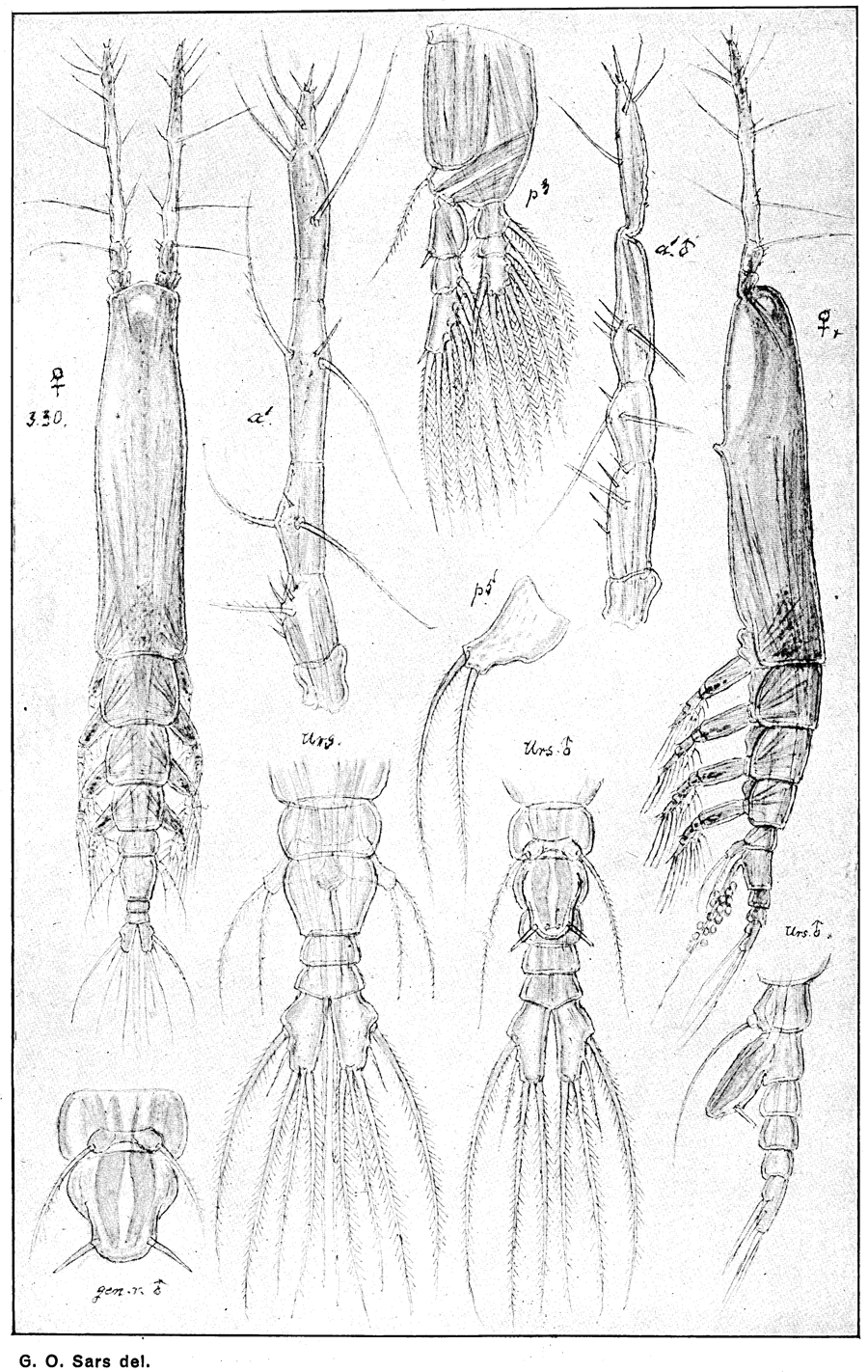 Espèce Monstrilla leucopis - Planche 1 de figures morphologiques