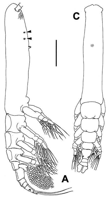Espèce Monstrilla leucopis - Planche 2 de figures morphologiques