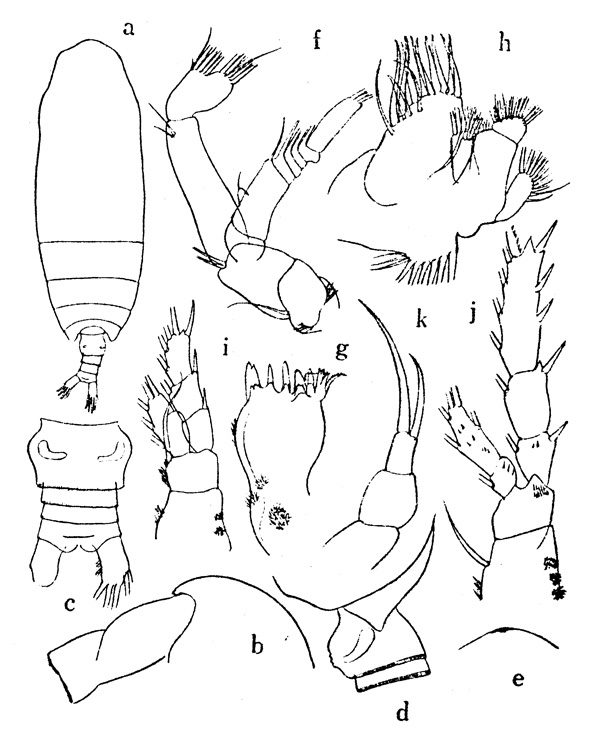 Espce Farrania frigida - Planche 1 de figures morphologiques