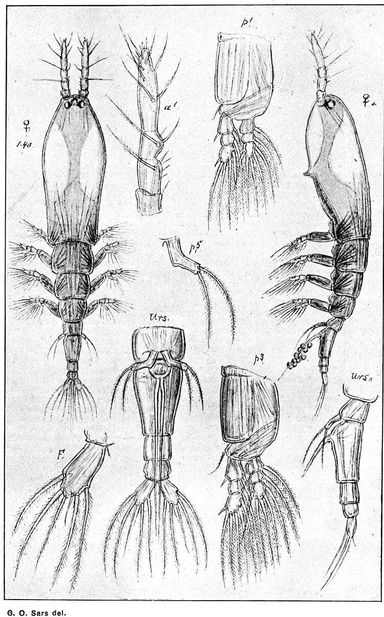 Espce Monstrilla helgolandica - Planche 7 de figures morphologiques