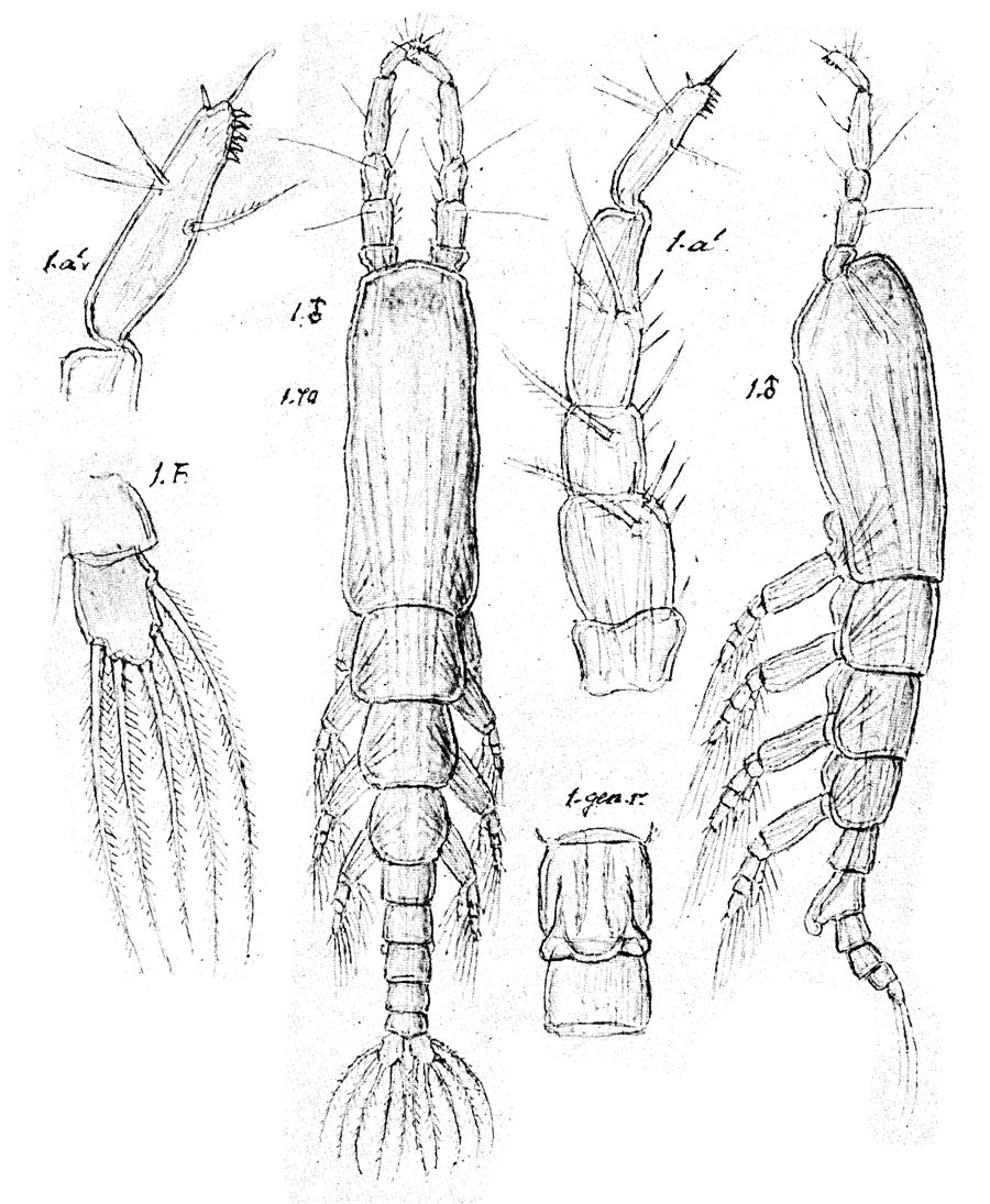 Espce Monstrilla serricornis - Planche 1 de figures morphologiques