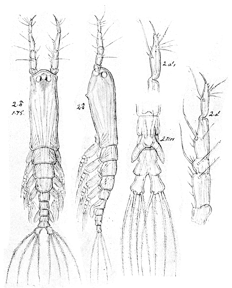 Espce Cymbasoma rigidum - Planche 3 de figures morphologiques