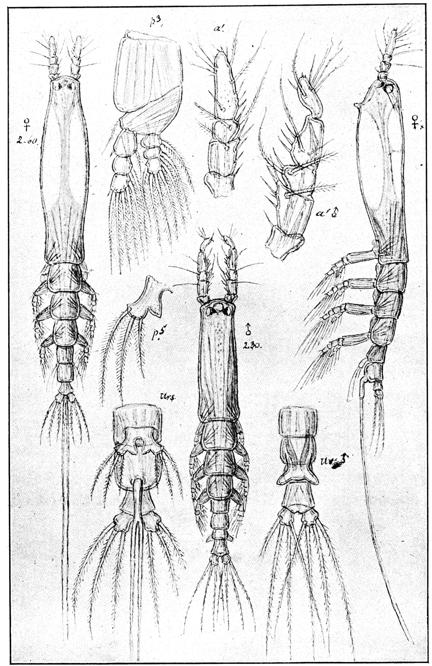 Espce Cymbasoma longispinosum - Planche 14 de figures morphologiques