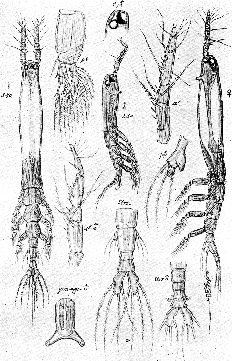 Espce Monstrillopsis dubioides - Planche 4 de figures morphologiques